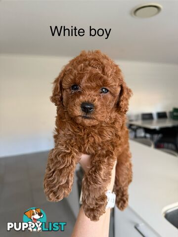 F1B Toy Cavoodle 3 x Red Males - Available July 20th