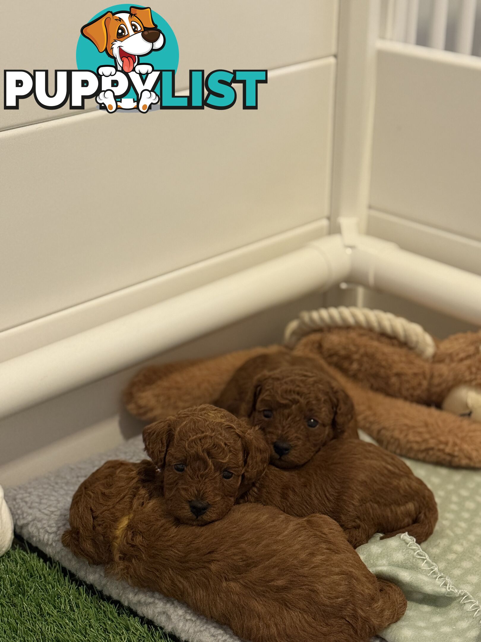 F1B Toy Cavoodle 3 x Red Males - Available July 20th