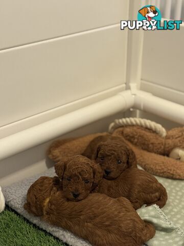 F1B Toy Cavoodle 3 x Red Males - Available July 20th