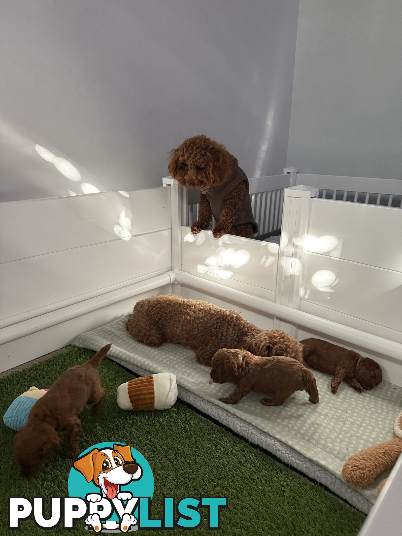 F1B Toy Cavoodle 3 x Red Males - Available July 20th