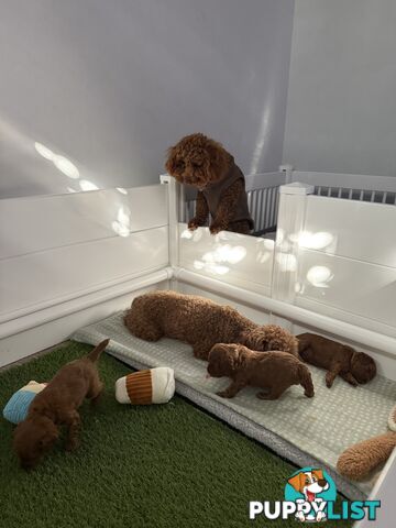 F1B Toy Cavoodle 3 x Red Males - Available July 20th