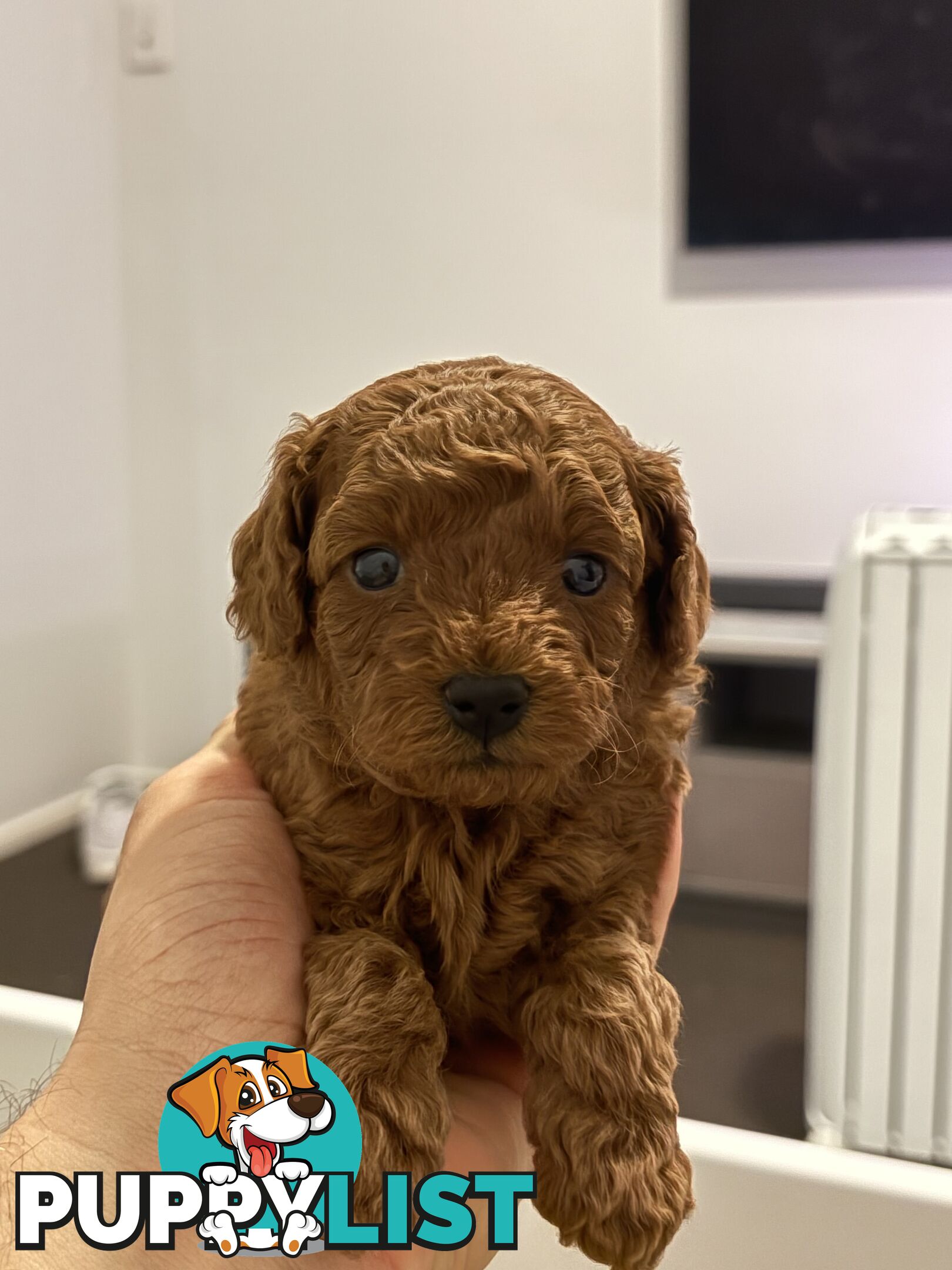 F1B Toy Cavoodle 3 x Red Males - Available July 20th