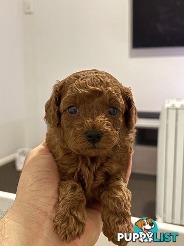 F1B Toy Cavoodle 3 x Red Males - Available July 20th