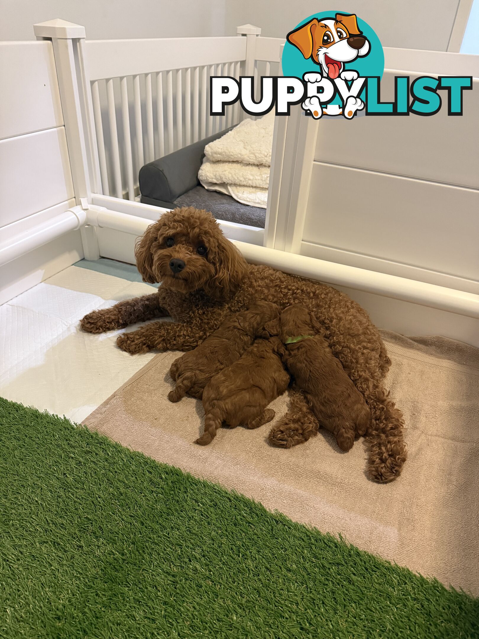 F1B Toy Cavoodle 3 x Red Males - Available July 20th