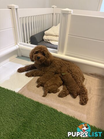 F1B Toy Cavoodle 3 x Red Males - Available July 20th