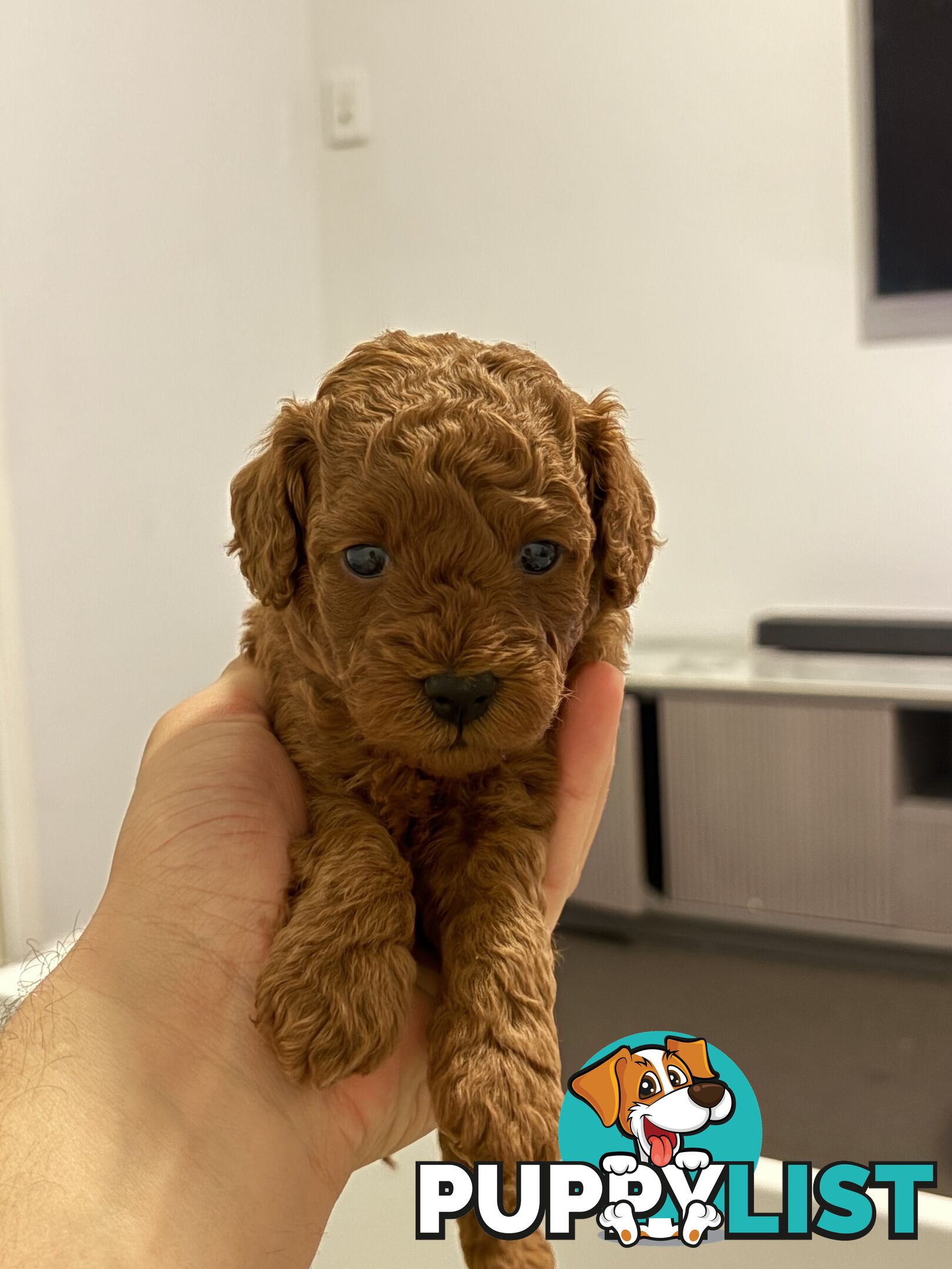 F1B Toy Cavoodle 3 x Red Males - Available July 20th