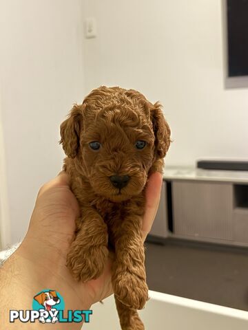 F1B Toy Cavoodle 3 x Red Males - Available July 20th
