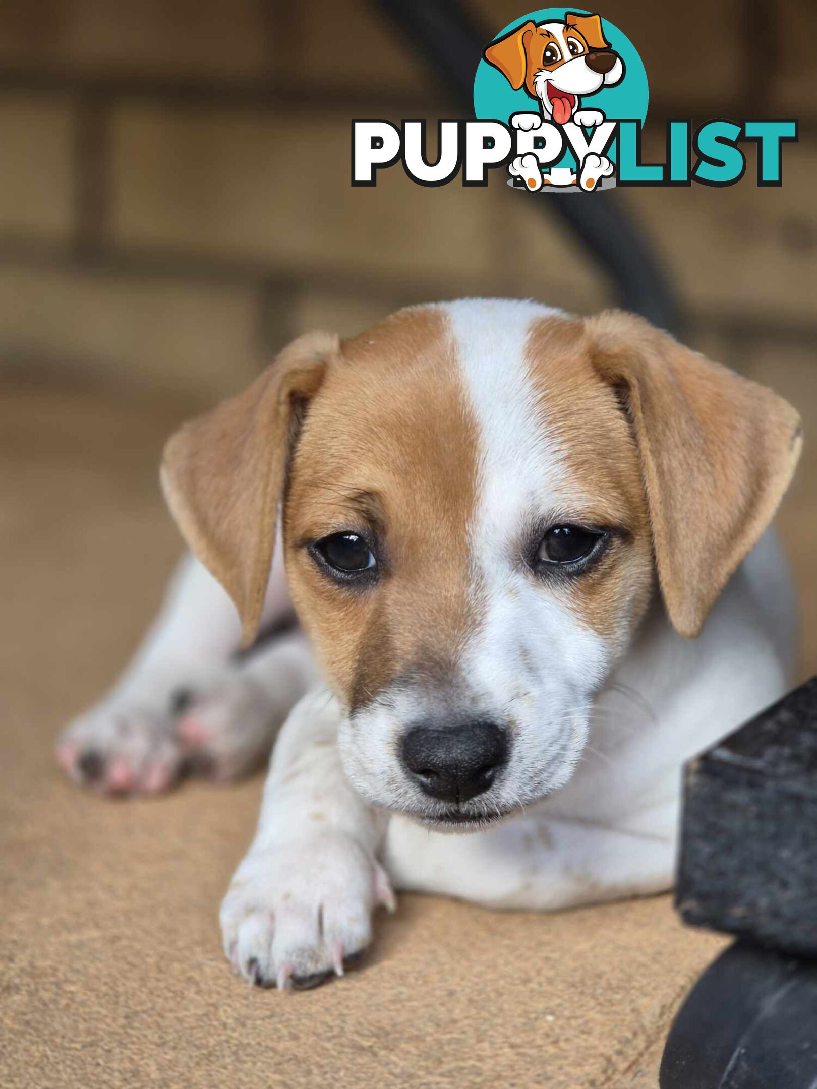 Jack Russell PUPPIES