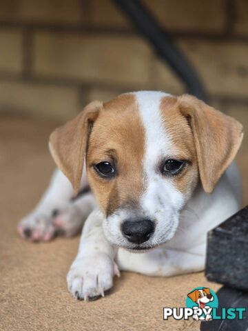 Jack Russell PUPPIES