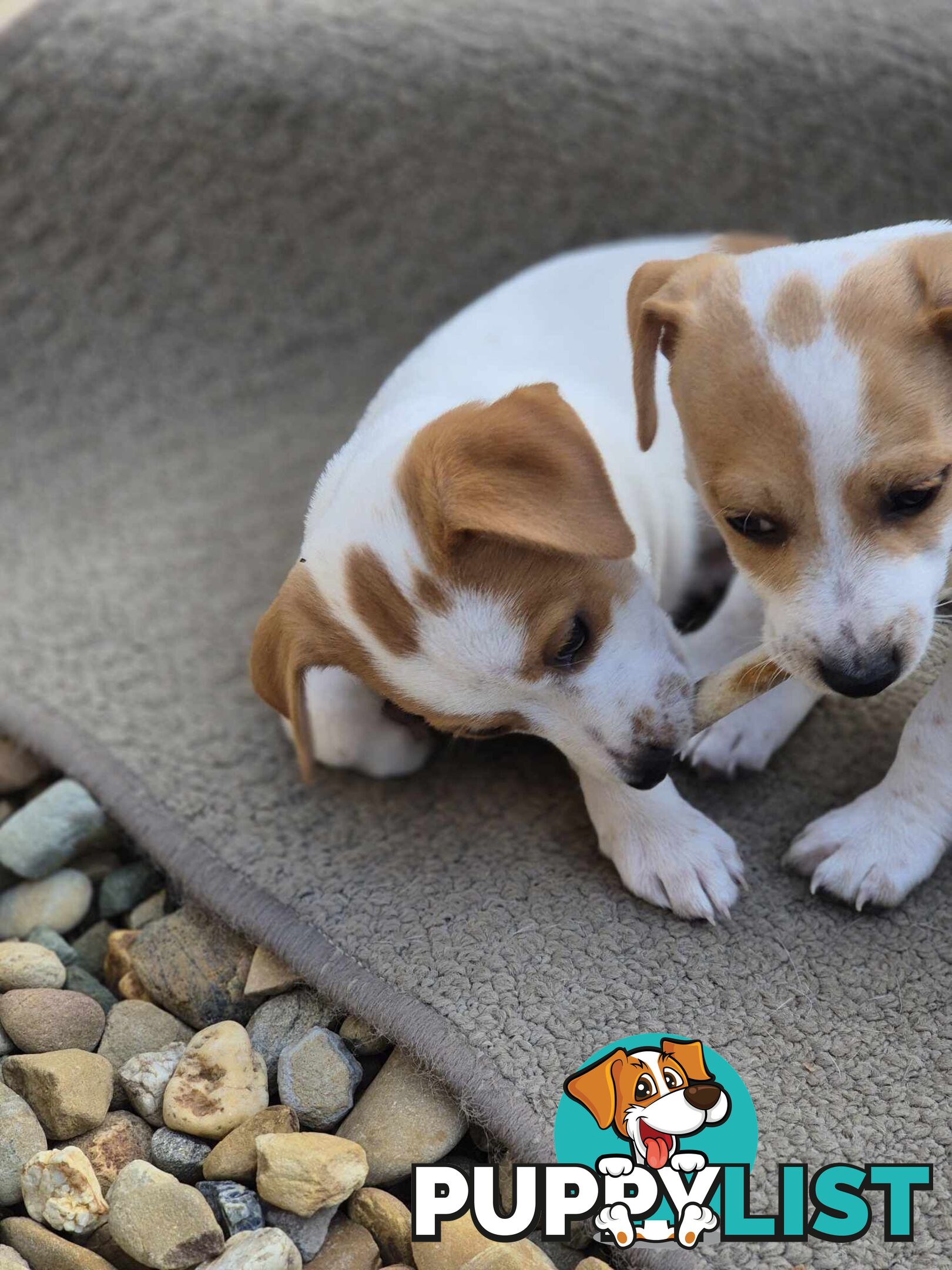 Jack Russell PUPPIES