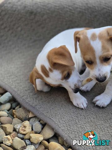 Jack Russell PUPPIES