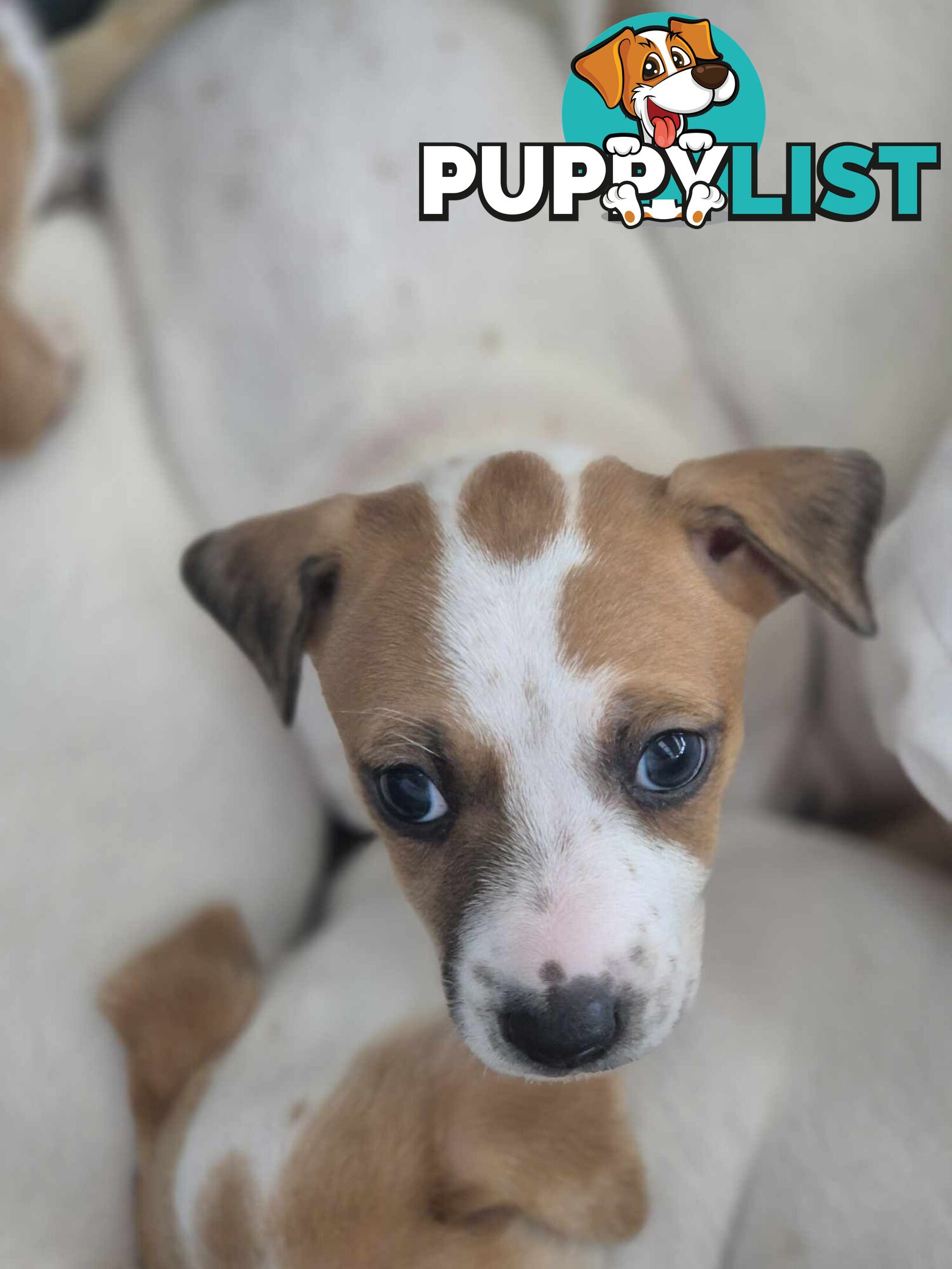 Jack Russell PUPPIES