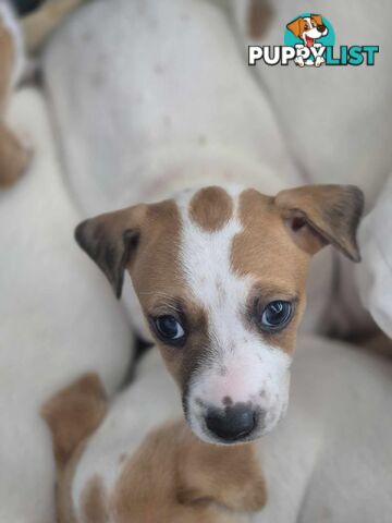 Jack Russell PUPPIES