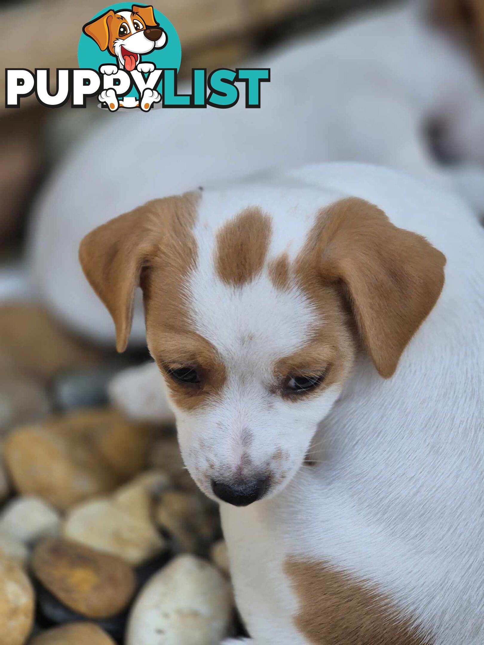 Jack Russell PUPPIES