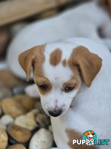 Jack Russell PUPPIES