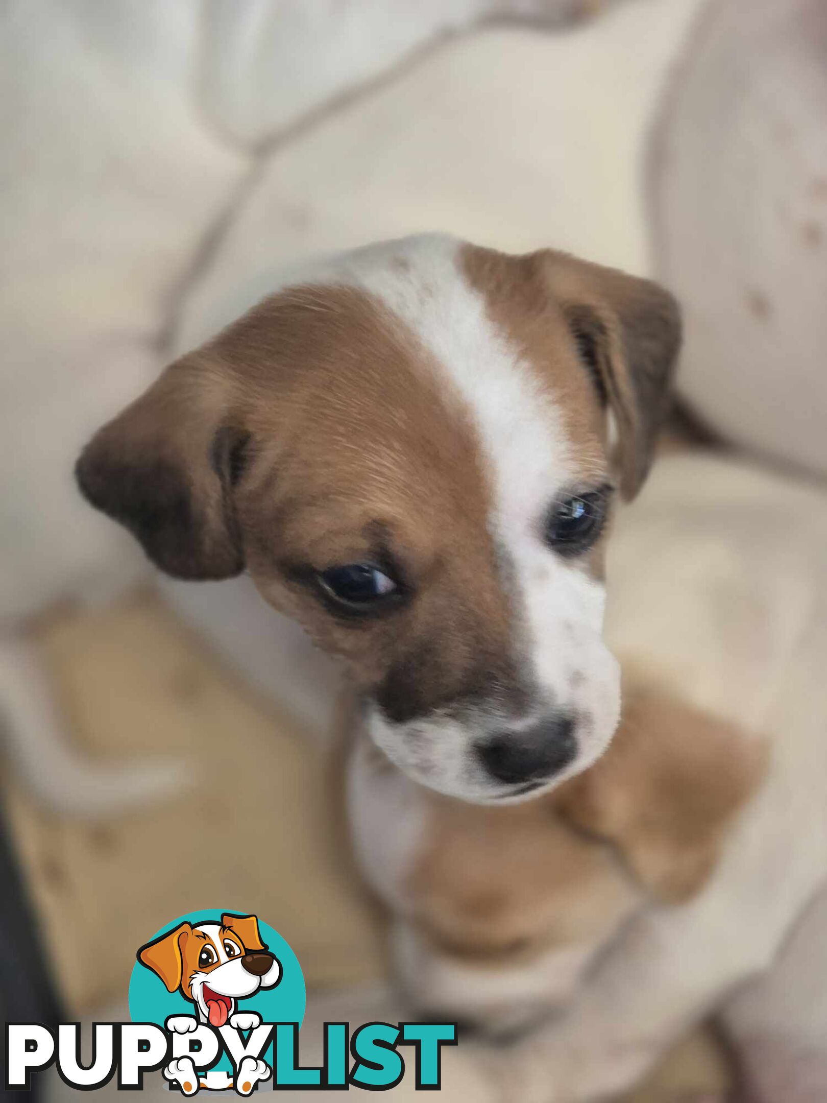 Jack Russell PUPPIES