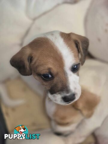 Jack Russell PUPPIES
