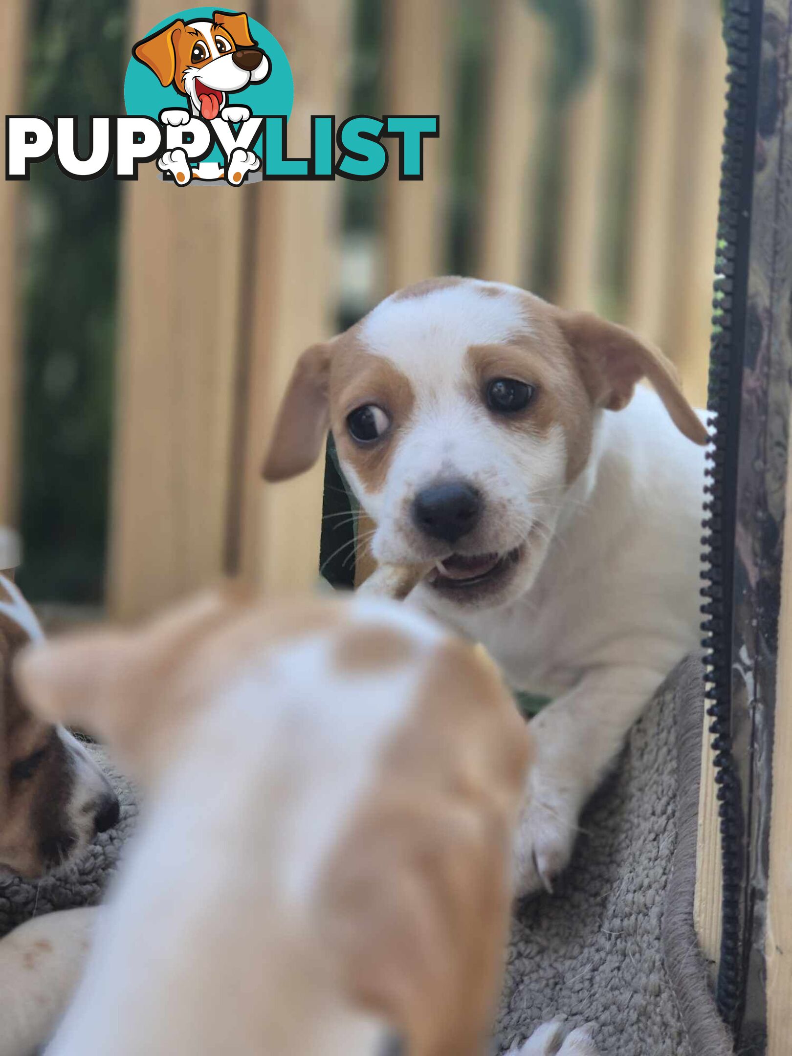 Jack Russell PUPPIES