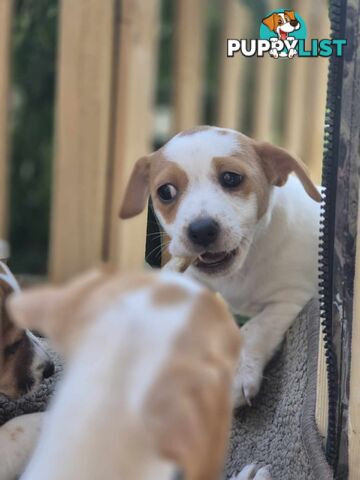 Jack Russell PUPPIES