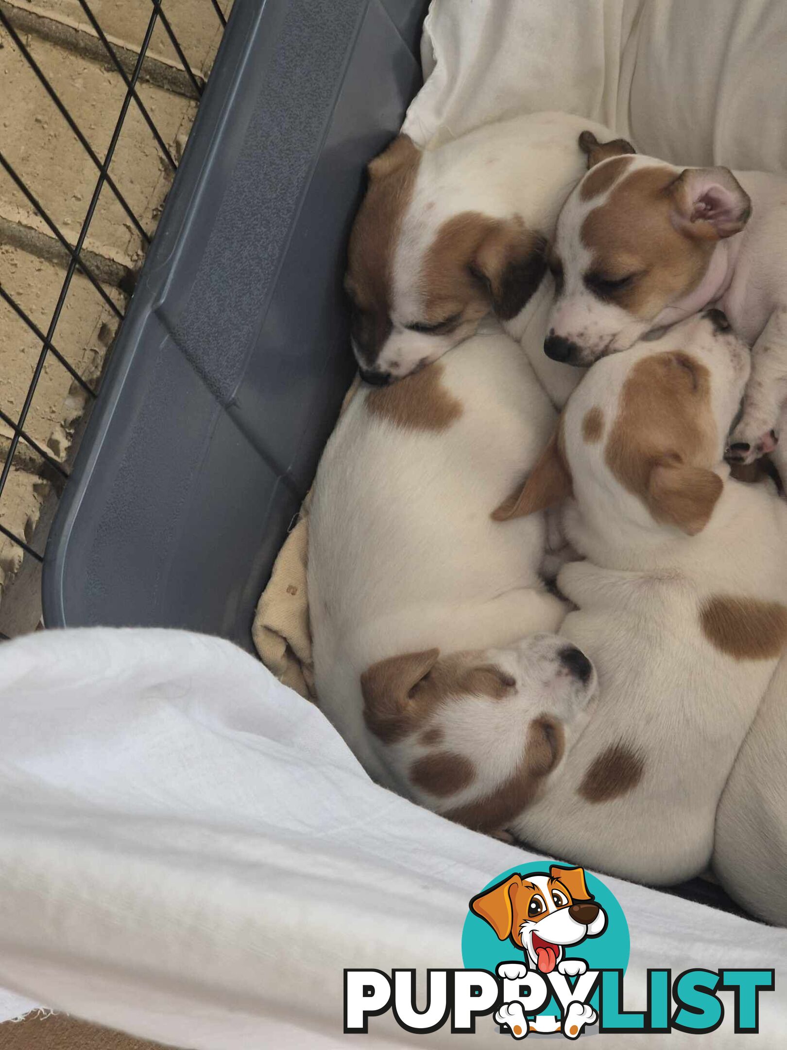 Jack Russell PUPPIES