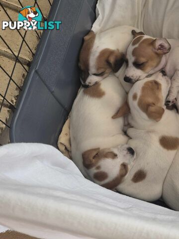 Jack Russell PUPPIES