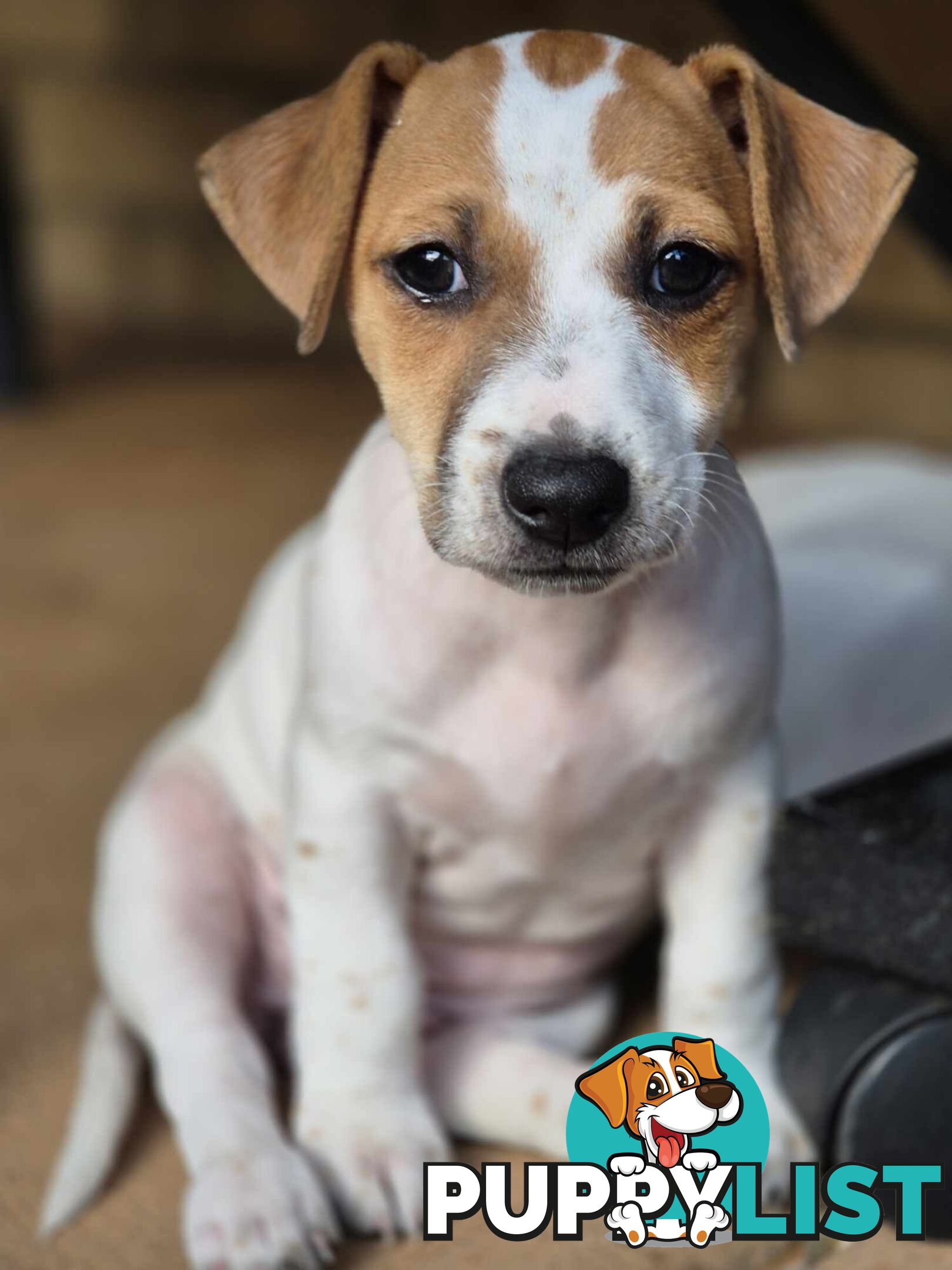 Jack Russell PUPPIES