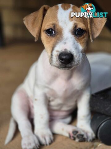 Jack Russell PUPPIES