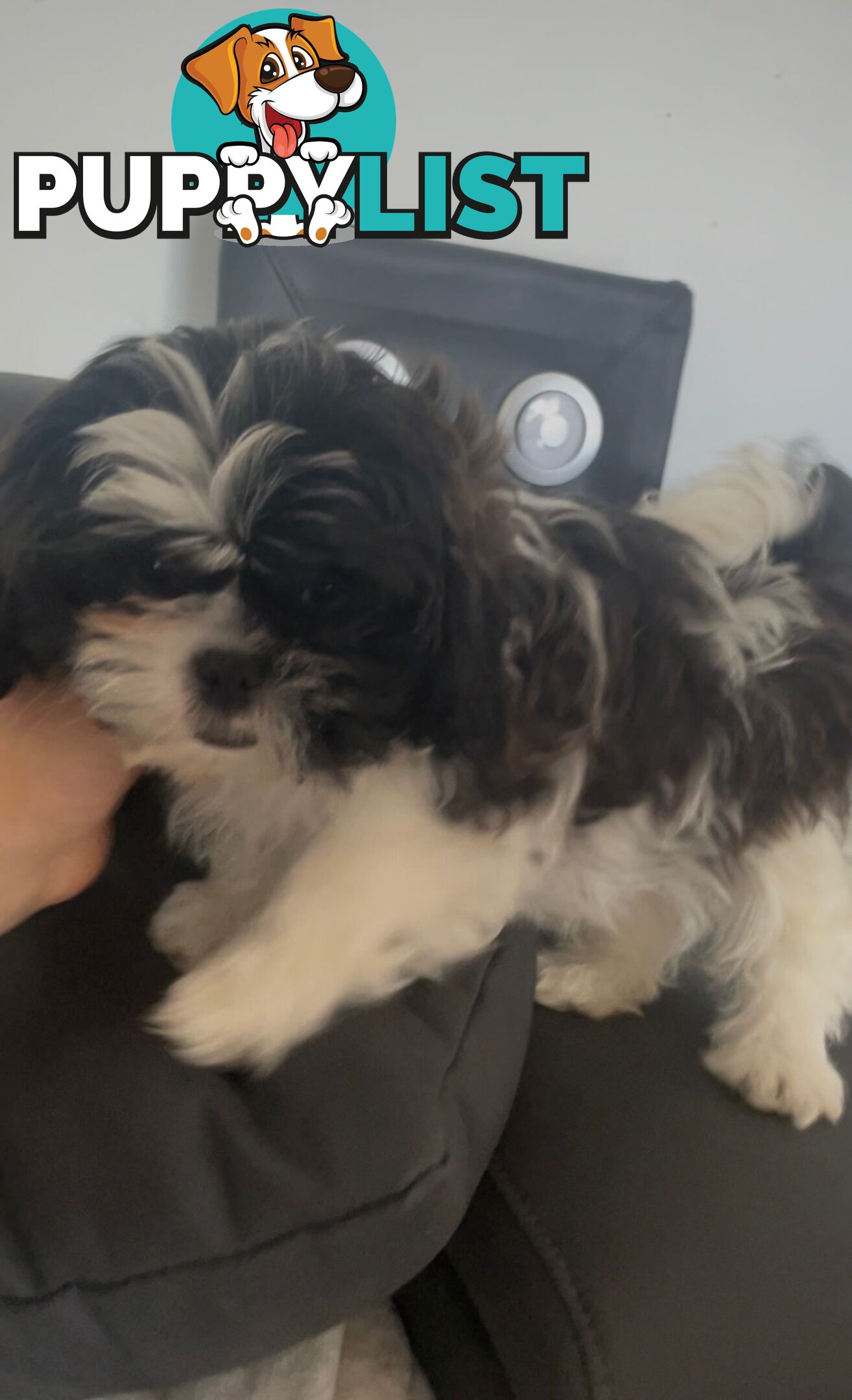 Shih-Tzu x Maltese