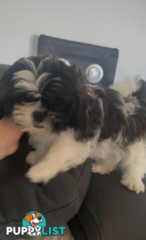 Shih-Tzu x Maltese