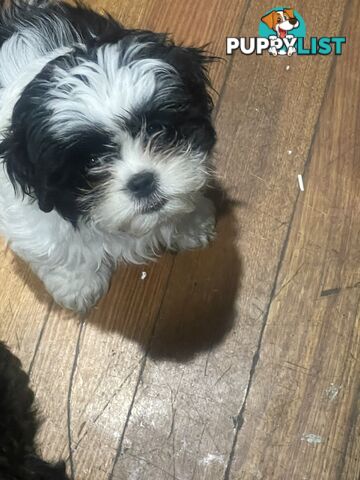 Shih-Tzu x Maltese