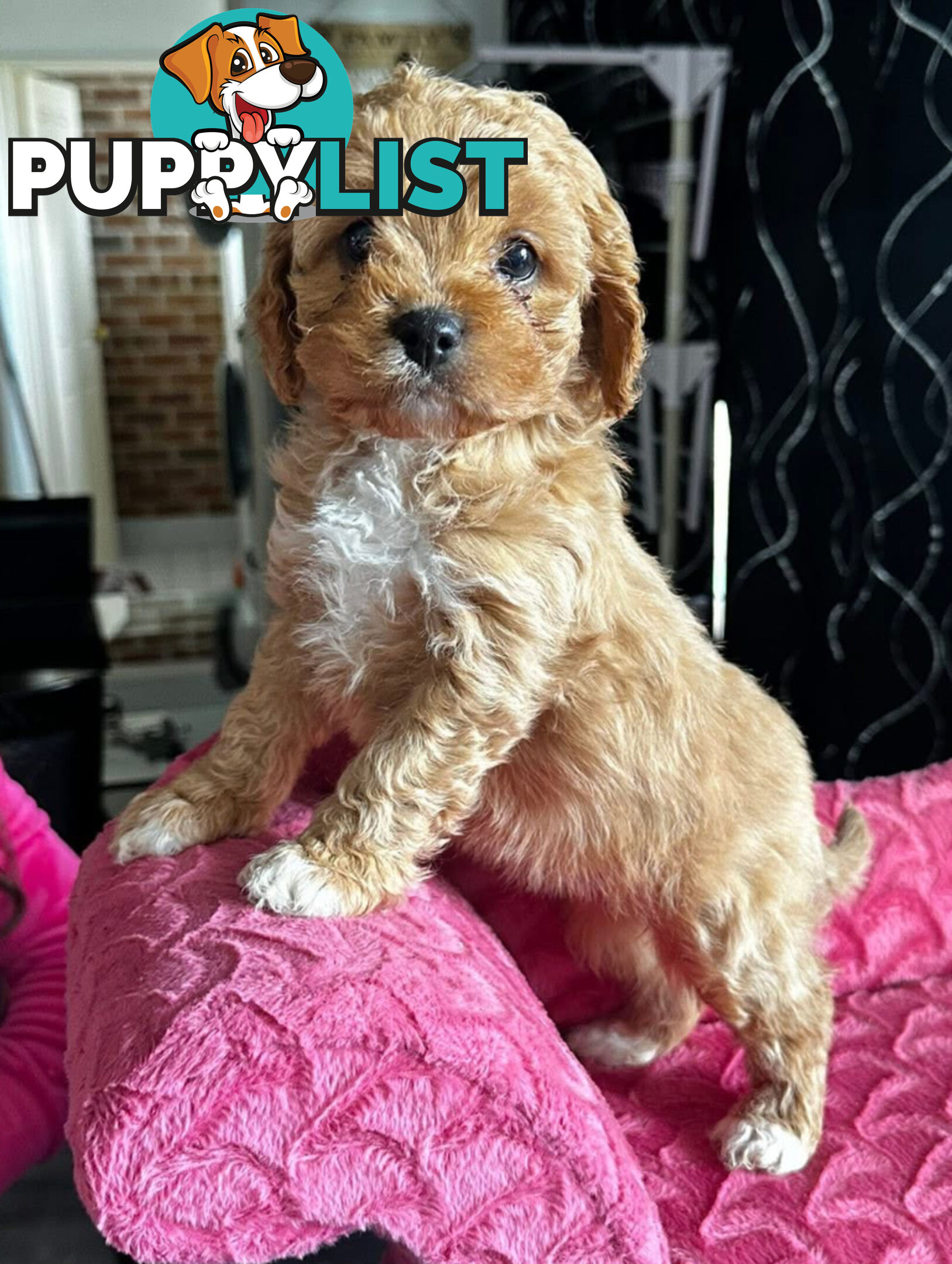 Cavoodle