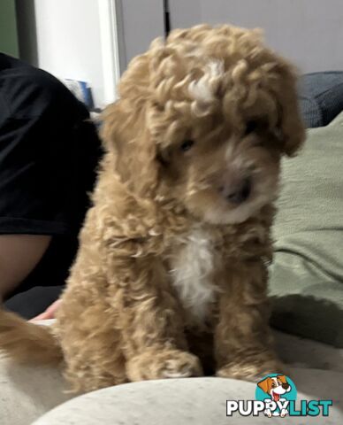 Cavoodle