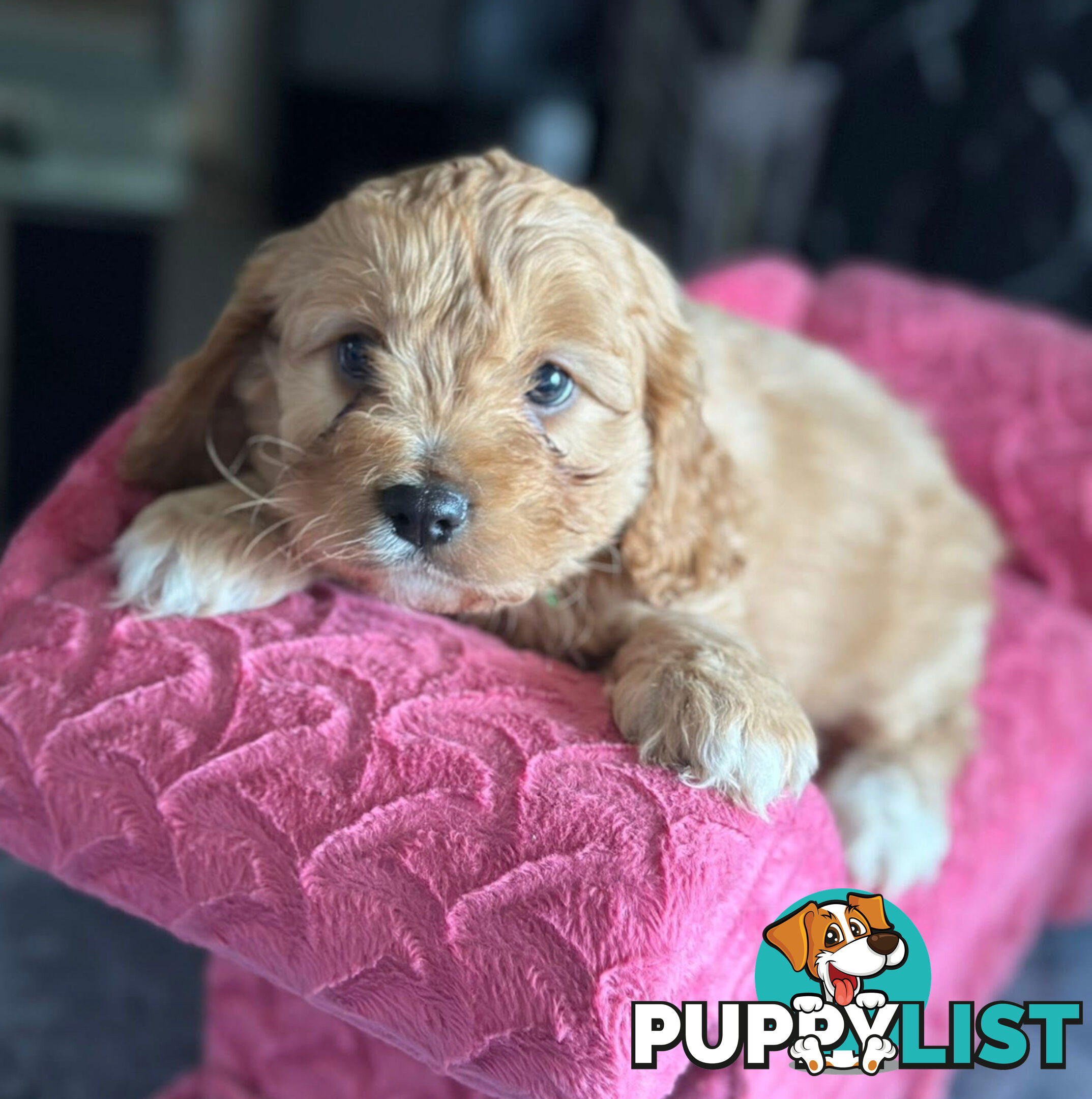 Cavoodle