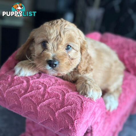 Cavoodle