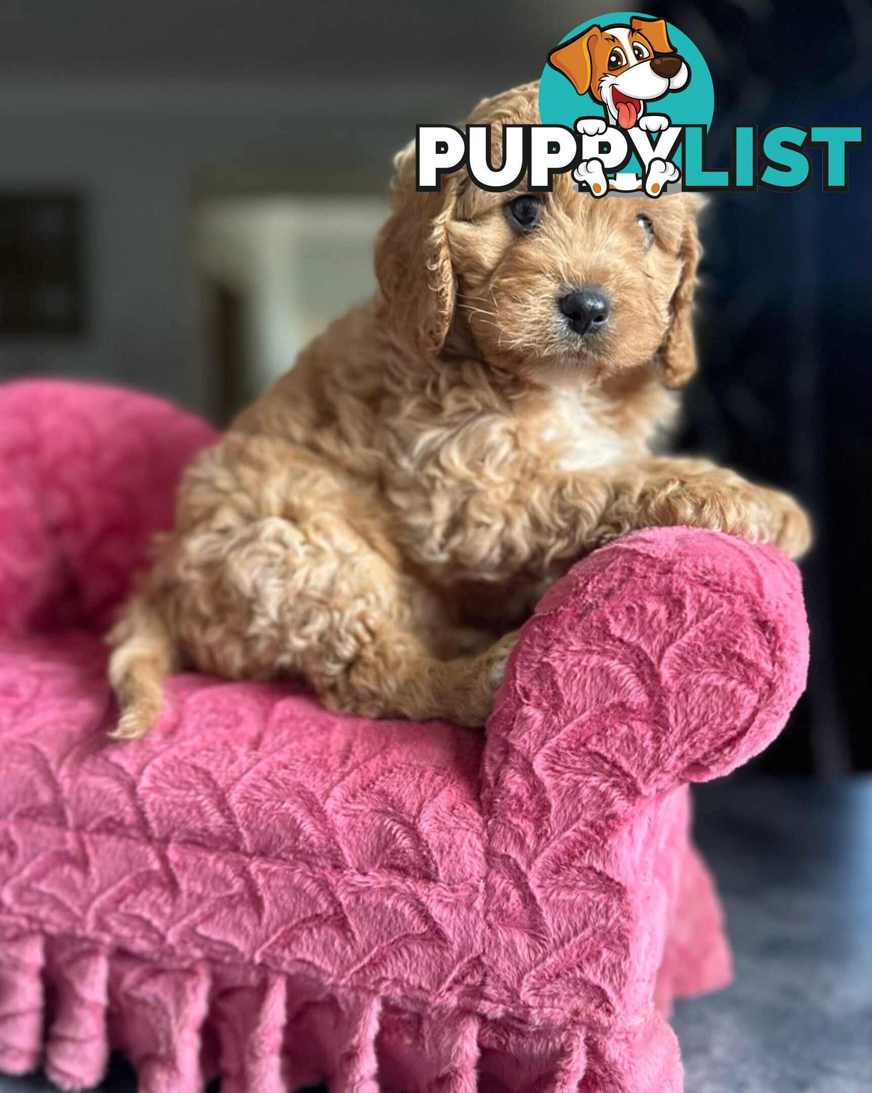 Cavoodle