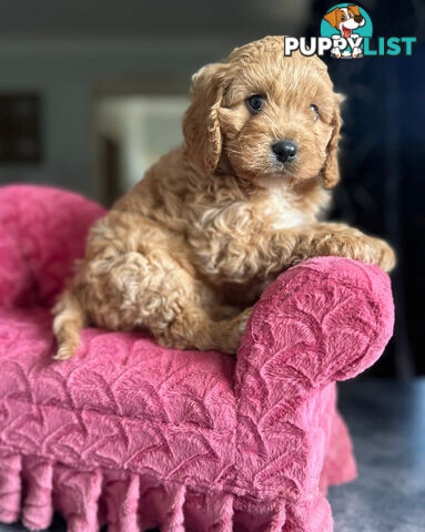 Cavoodle