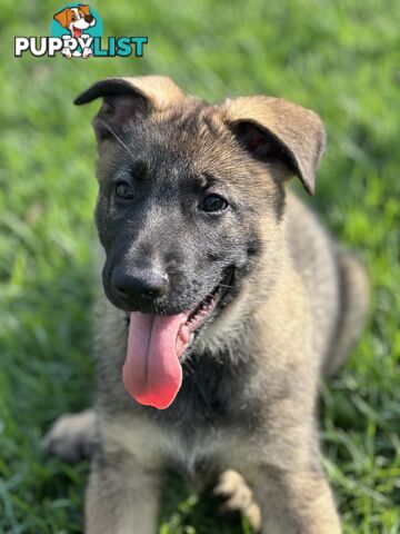 PEDIGREE PARENTS 🇩🇪 GERMAN SHEPHERD PUPS