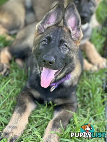 PEDIGREE PARENTS 🇩🇪 GERMAN SHEPHERD PUPS