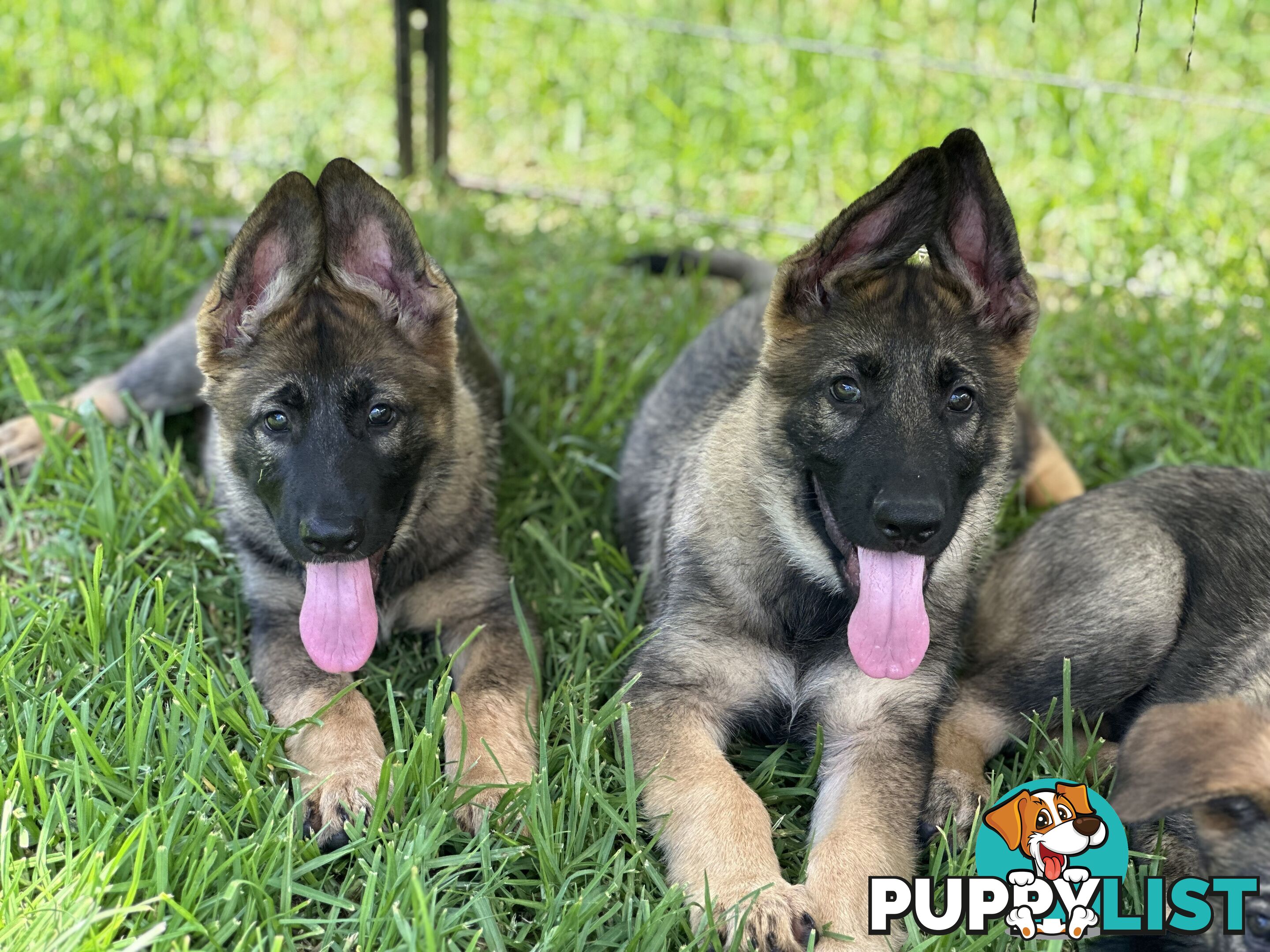 PEDIGREE PARENTS 🇩🇪 GERMAN SHEPHERD PUPS