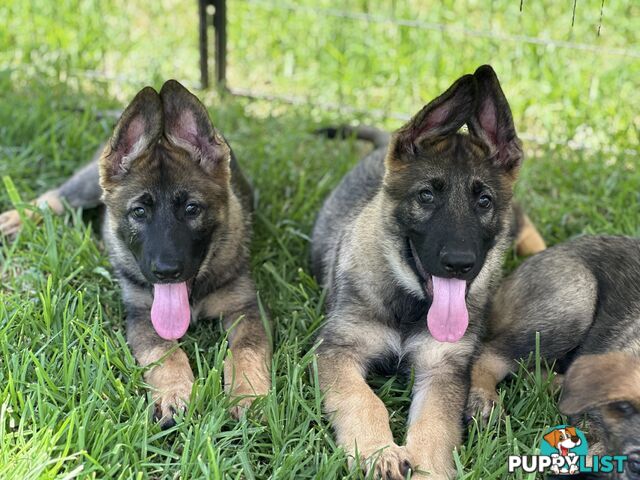 PEDIGREE PARENTS 🇩🇪 GERMAN SHEPHERD PUPS