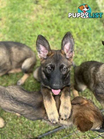 PEDIGREE PARENTS 🇩🇪 GERMAN SHEPHERD PUPS