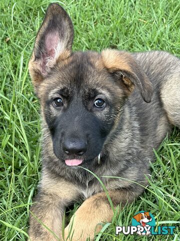 PEDIGREE PARENTS 🇩🇪 GERMAN SHEPHERD PUPS