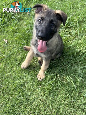 PEDIGREE PARENTS 🇩🇪 GERMAN SHEPHERD PUPS