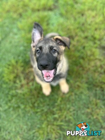 PEDIGREE PARENTS 🇩🇪 GERMAN SHEPHERD PUPS