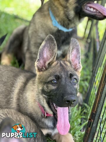 PEDIGREE PARENTS 🇩🇪 GERMAN SHEPHERD PUPS