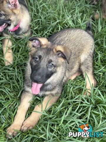 PEDIGREE PARENTS 🇩🇪 GERMAN SHEPHERD PUPS