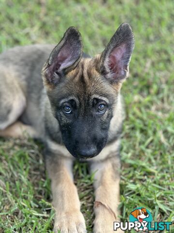 PEDIGREE PARENTS 🇩🇪 GERMAN SHEPHERD PUPS