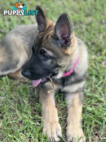 PEDIGREE PARENTS 🇩🇪 GERMAN SHEPHERD PUPS