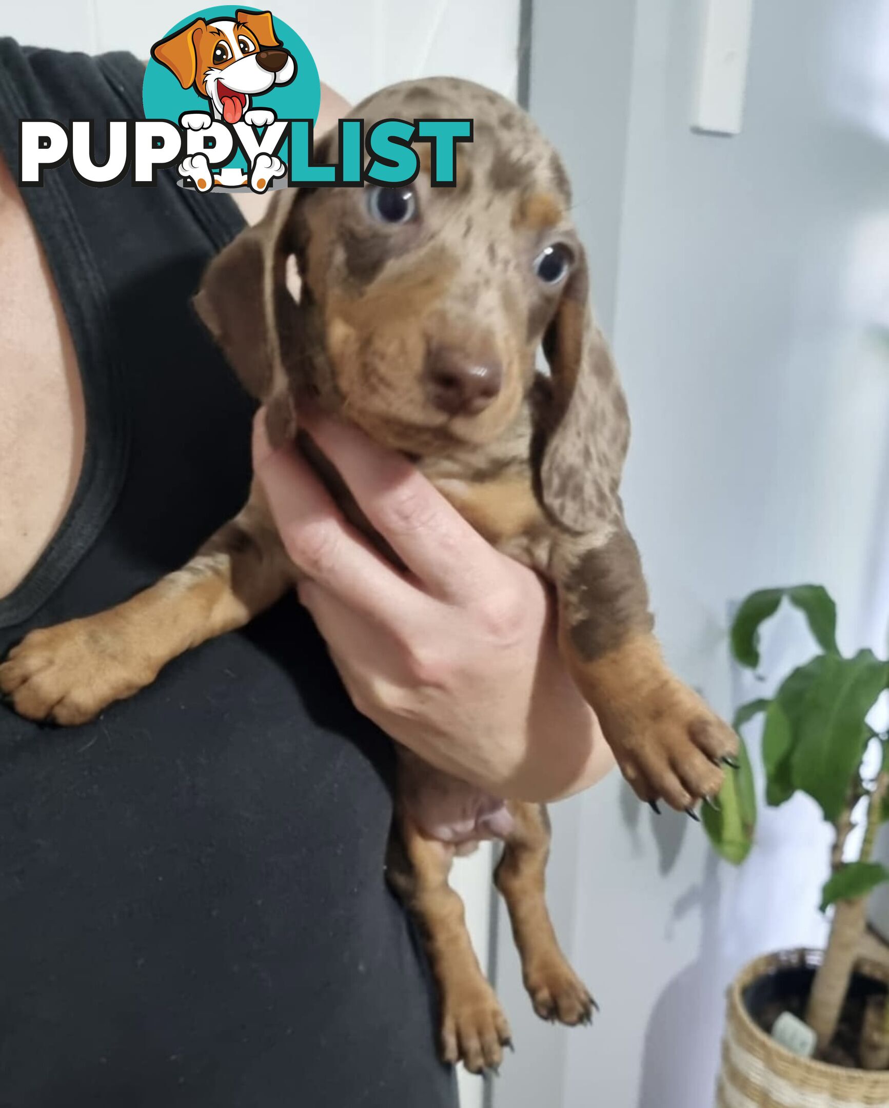 Mini Dachshund puppies for sale