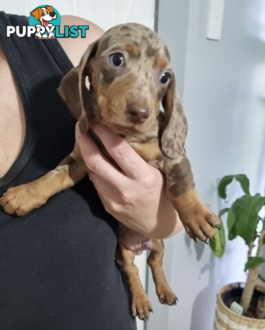 Mini Dachshund puppies for sale